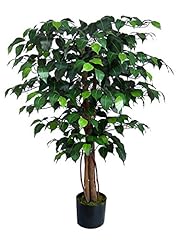 Ficus benjamini 90cm gebraucht kaufen  Wird an jeden Ort in Deutschland