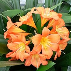 Chuxay garden clivia for sale  Delivered anywhere in USA 