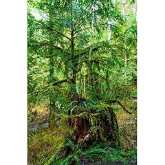 Artdirect nurse tree for sale  Delivered anywhere in USA 
