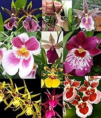 Live orchid plants for sale  Delivered anywhere in USA 