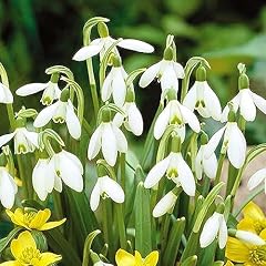 Gardenersdream snowdrop bulbs for sale  Delivered anywhere in UK