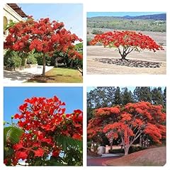 Semi delonix regia usato  Spedito ovunque in Italia 