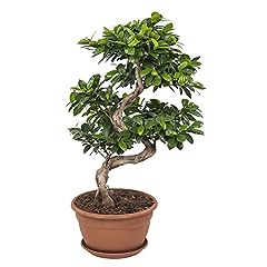 Bonsai botanicly bonsai usato  Spedito ovunque in Italia 