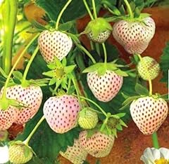 Votaniki pineberry white for sale  Delivered anywhere in USA 