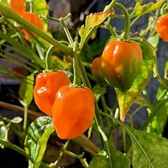 Habanero chilli seeds for sale  Delivered anywhere in UK