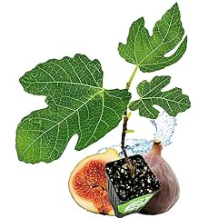 Brown turkey fig for sale  Delivered anywhere in USA 