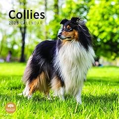 2025 collies monthly for sale  Delivered anywhere in USA 