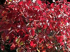 Graines cornus alba d'occasion  Livré partout en France