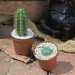 Lophophora williamsii trichoce gebraucht kaufen  Wird an jeden Ort in Deutschland