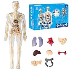 Dasiautoem anatomie modell gebraucht kaufen  Wird an jeden Ort in Deutschland