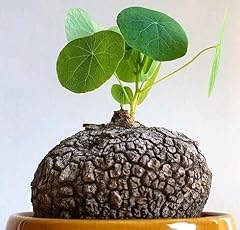 30pcs green caudex for sale  Delivered anywhere in UK