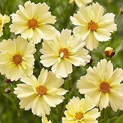 Coreopsis uptick cream for sale  Delivered anywhere in UK