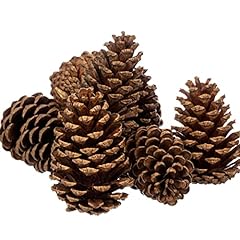 Cinnamon scented pine for sale  Delivered anywhere in USA 