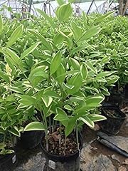 Polygonatum odoratum variegatu for sale  Delivered anywhere in USA 