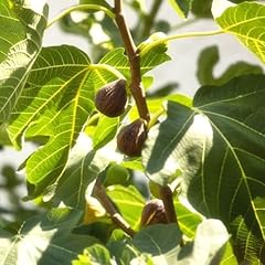 Hardy fig tree for sale  Delivered anywhere in UK