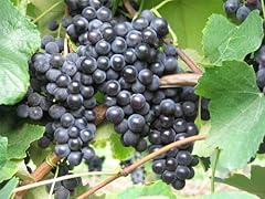 Vitis labrusca isabella gebraucht kaufen  Wird an jeden Ort in Deutschland