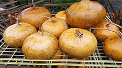 Corsican gourd seeds for sale  Delivered anywhere in USA 