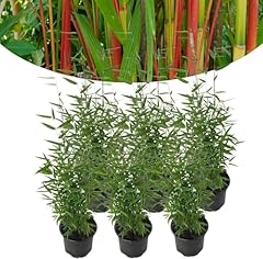 Happy plants bambou d'occasion  Livré partout en France