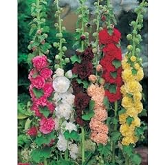 Hollyhock chater double for sale  Delivered anywhere in UK