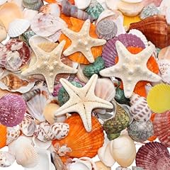 Vbnzbk conchiglie decorative usato  Spedito ovunque in Italia 