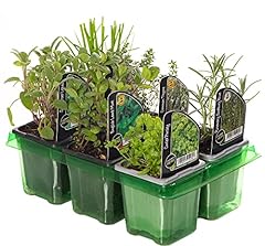 Gardenersdream mixed herbs for sale  Delivered anywhere in UK