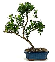 Podocarpus bonsai tree for sale  Delivered anywhere in UK