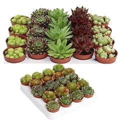 Winterharte sempervivum sukkul gebraucht kaufen  Wird an jeden Ort in Deutschland