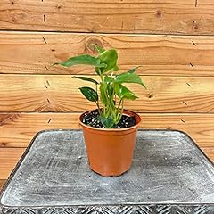 Philodendron burle marx for sale  Delivered anywhere in USA 