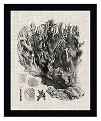 Coral specimen vision for sale  Delivered anywhere in USA 