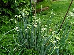 Egyptian walking onion for sale  Delivered anywhere in USA 