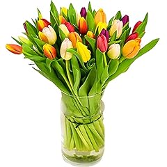 Tulip selection hand for sale  Delivered anywhere in UK
