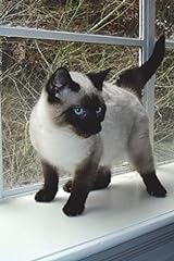 Seal point siamese for sale  Delivered anywhere in UK