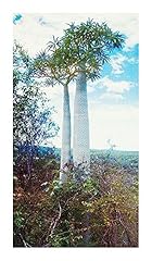 Pachypodium geayi palmier d'occasion  Livré partout en France