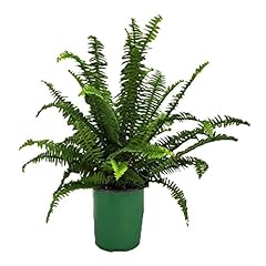 Kimberly queen fern for sale  Delivered anywhere in USA 