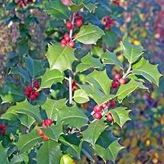 Ilex aquifolium common for sale  Delivered anywhere in UK