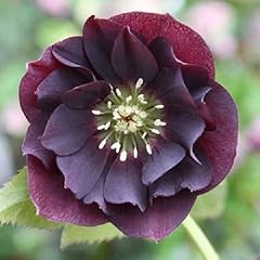 Hellebore hybridus double for sale  Delivered anywhere in UK
