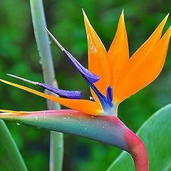 10pcs rare strelitzia usato  Spedito ovunque in Italia 