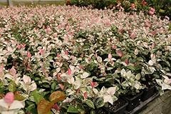 Gelsomino tricolor rhyncosperm usato  Spedito ovunque in Italia 