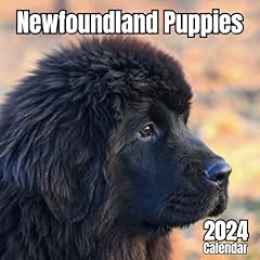 Newfoundland puppies calendar for sale  Delivered anywhere in UK