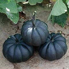 Exotic black pumpkin for sale  Delivered anywhere in USA 