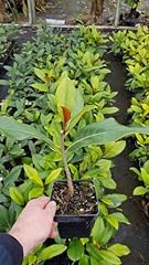 Magnolia grandiflora galissoni d'occasion  Livré partout en France