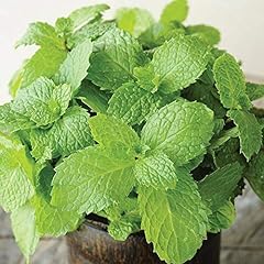 Mint herb seeds for sale  Delivered anywhere in Ireland