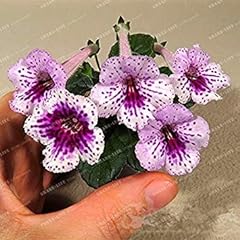 Semi colori gloxinia for sale  Delivered anywhere in UK
