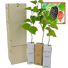 Mûrier noir arbre d'occasion  Livré partout en France