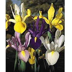 Iris bulbs dutch for sale  Delivered anywhere in UK