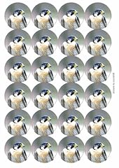 Peregrine falcon circular for sale  Delivered anywhere in UK