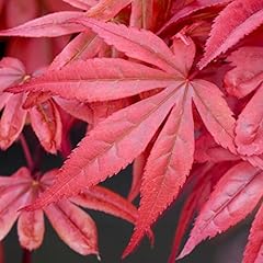 Acer palmatum skeeter for sale  Delivered anywhere in UK