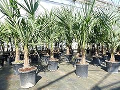 Gruenwaren jakubik trachycarpu gebraucht kaufen  Wird an jeden Ort in Deutschland