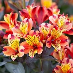 Hardy alstroemeria indian for sale  Delivered anywhere in UK