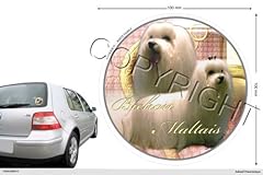Maltese bichon dog for sale  Delivered anywhere in UK